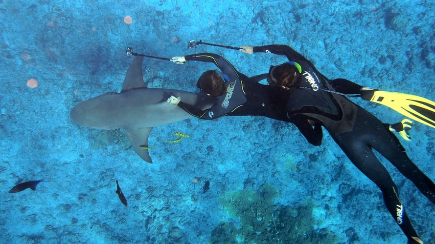 Plongeurs approchant un requin