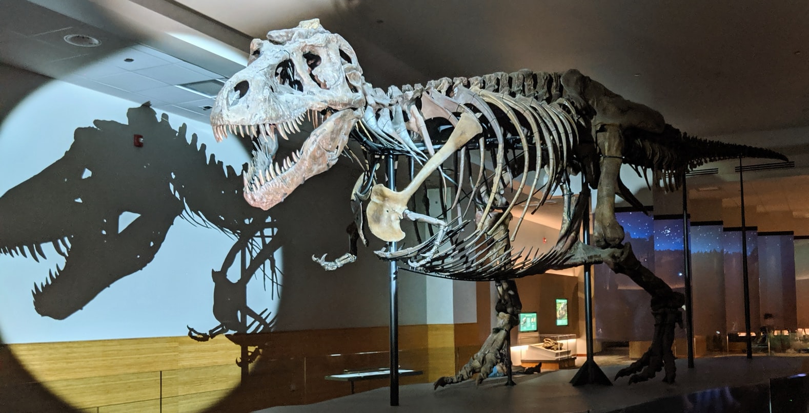 Squelette de dinosaure exposé dans un musée