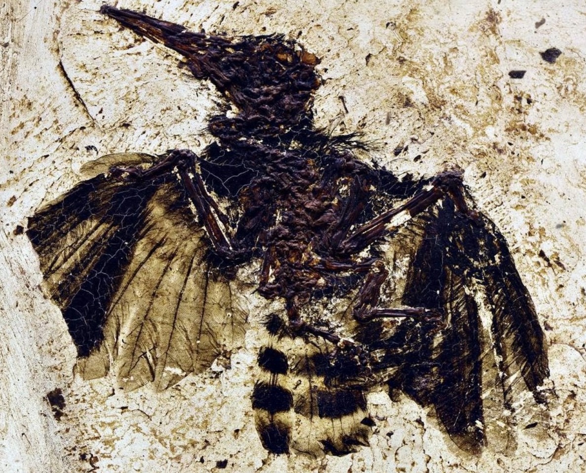 Paléontologie : Fossil Week 2018