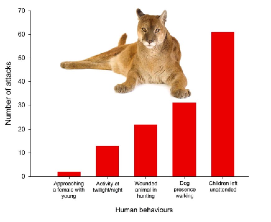 Attaques de carnivores