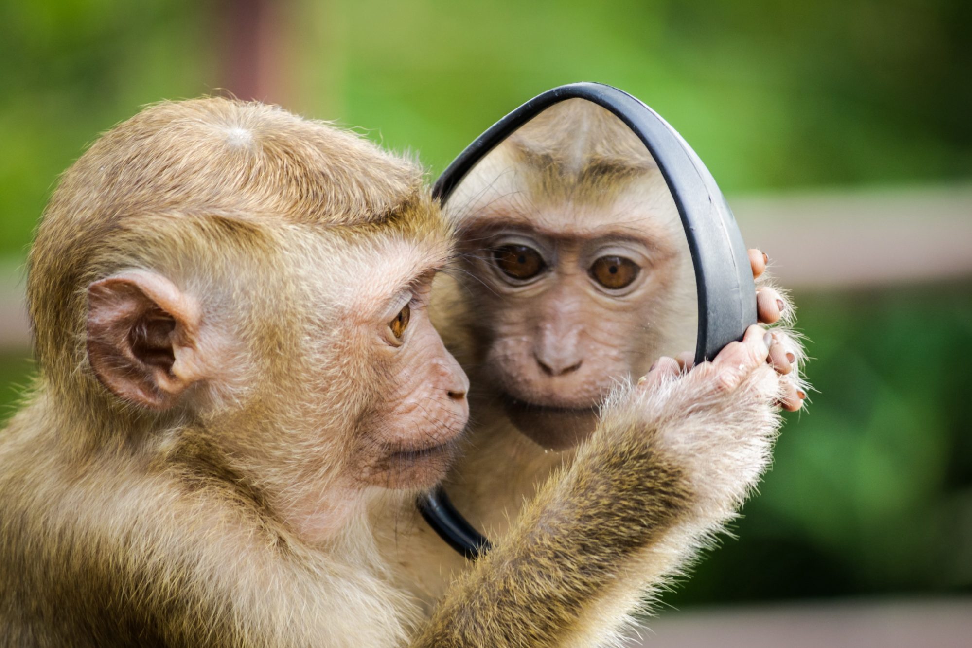Petit singe observant son reflet dans un miroir