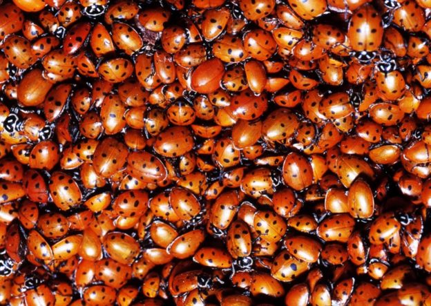 De nombreuses coccinelles réunies en un amas