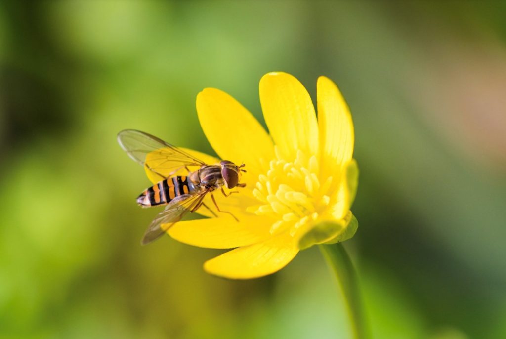 Epysyrphus balteatus sur un bouton d’or