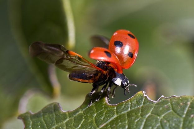 coccinelle prête à s’envoler