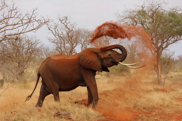 éléphants Afrique Botswana
